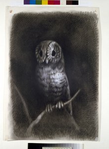 Owl, copied from a Photograph of Mantegna
